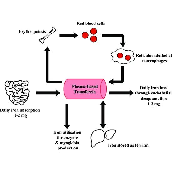 iron deficiency and other hypoproliferative anemias